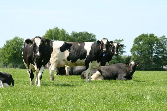 Stal Zwartschaap Διαμέρισμα Stuifzand Εξωτερικό φωτογραφία